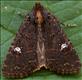 2343a (73.17) Lesser Common Rustic